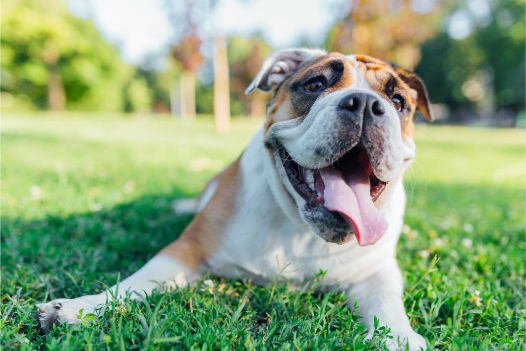 Why Is My Dog Panting at Rest? Medical Causes You Shouldn’t Ignore