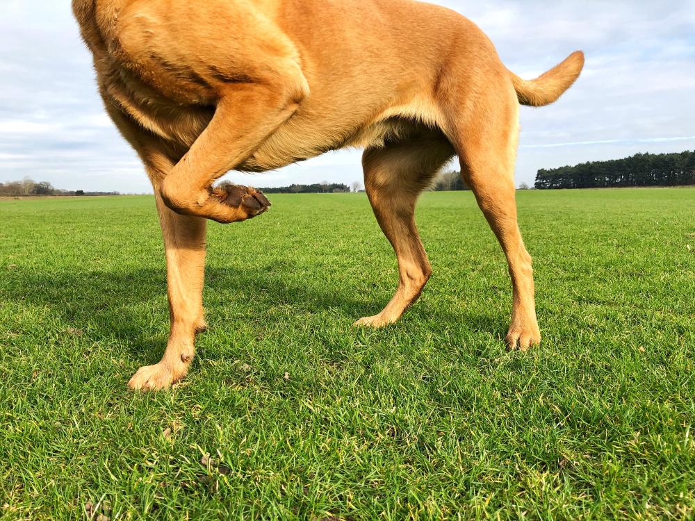 Dog limping on leg.