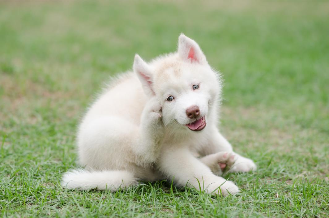 White dog sratching its ear.