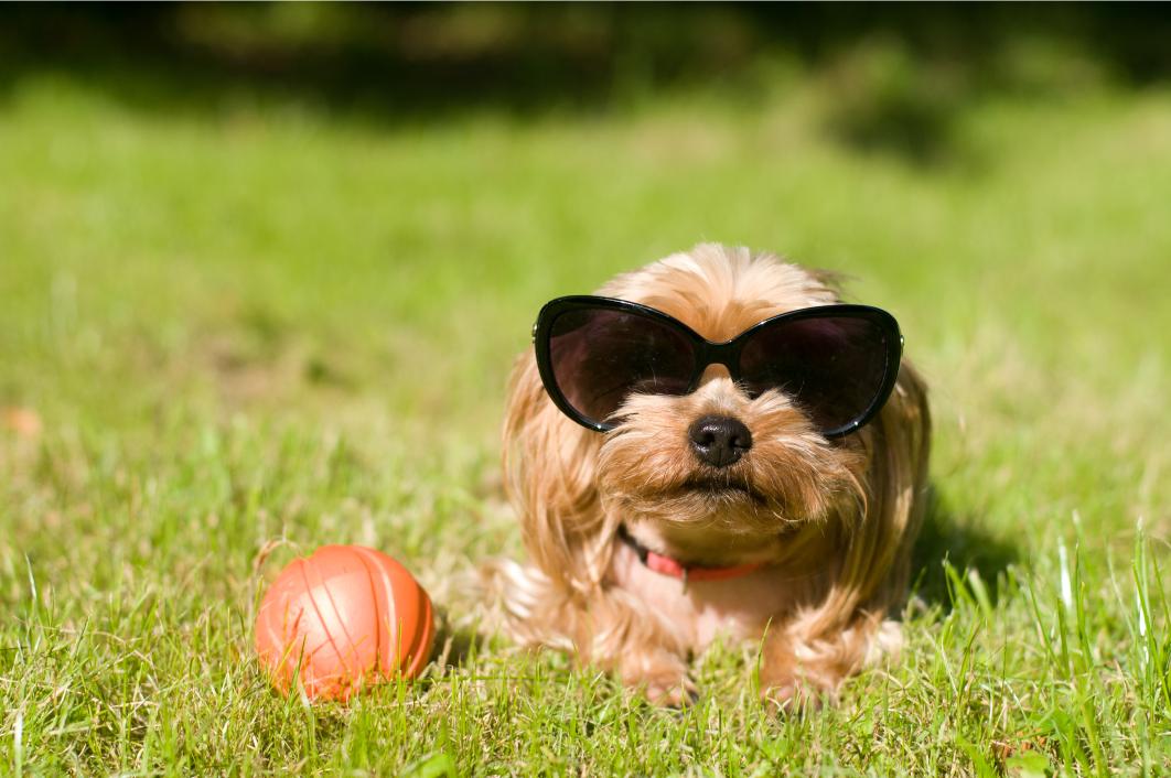 small dog with sunglasses laying outside.