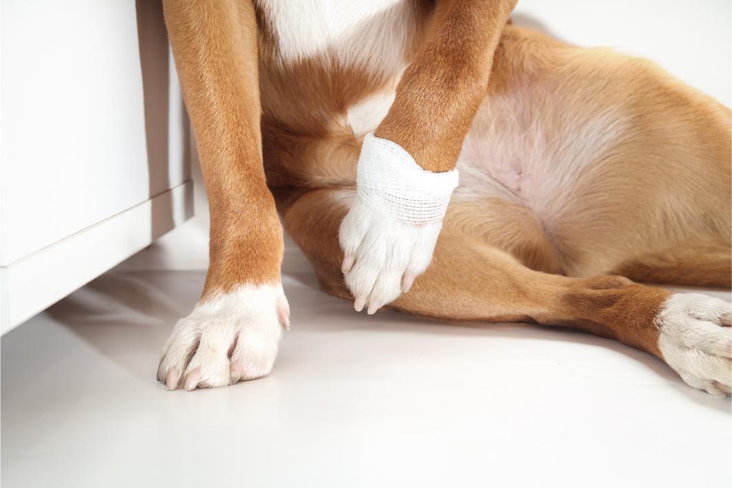 dog's leg hurt from limping.