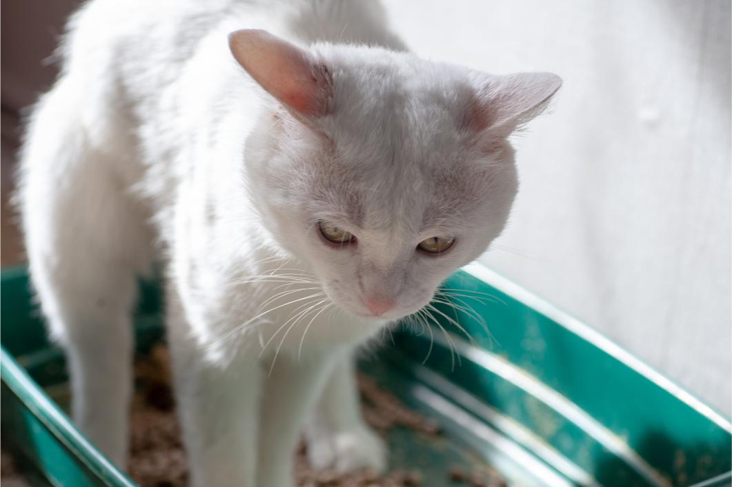Constipated cat.