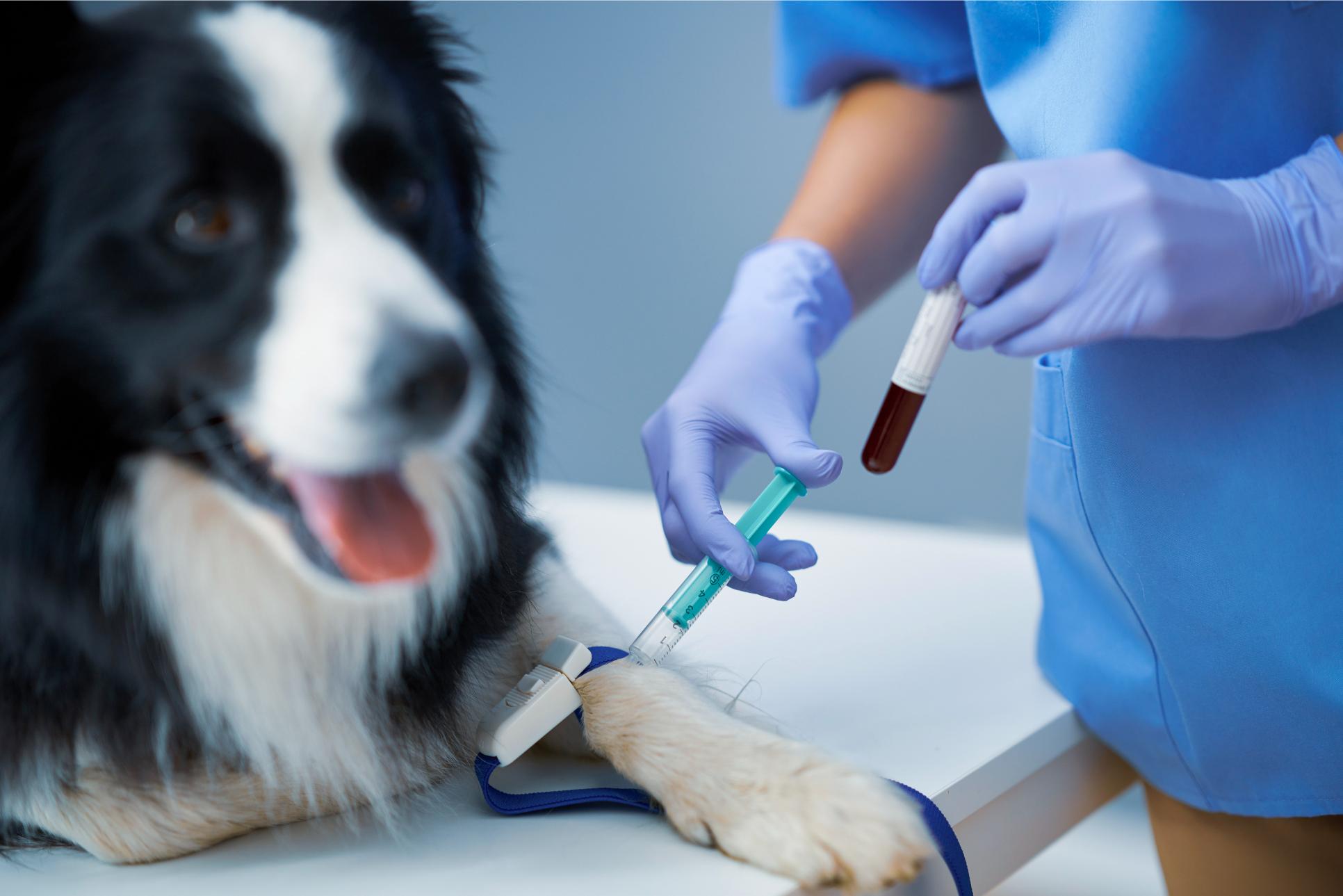 Why Annual Bloodwork Matters Even When Your Pet Seems Healthy