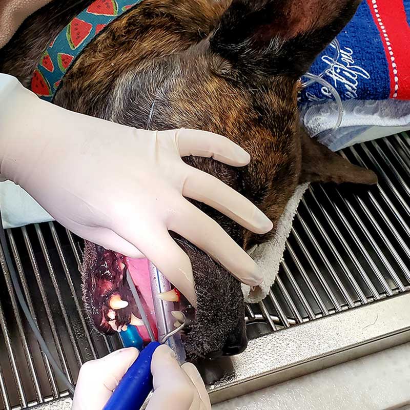 A dental procedure on a canine patient