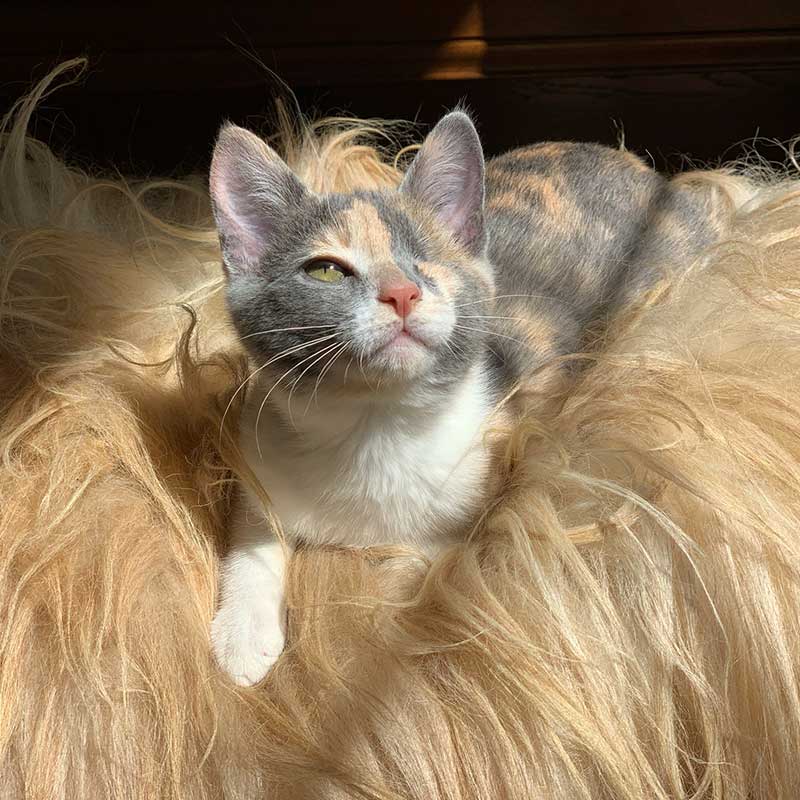 A cat on a pillow A cat on a pillow