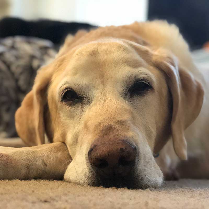 An older dog