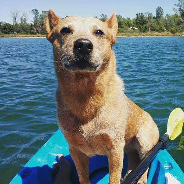A dog out on vacation A dog out on vacation