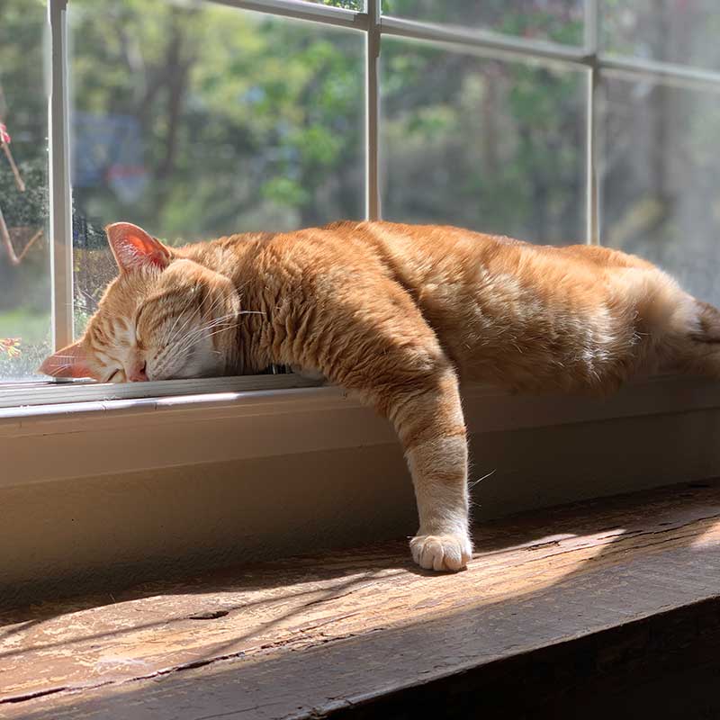 Cat laying in the sun