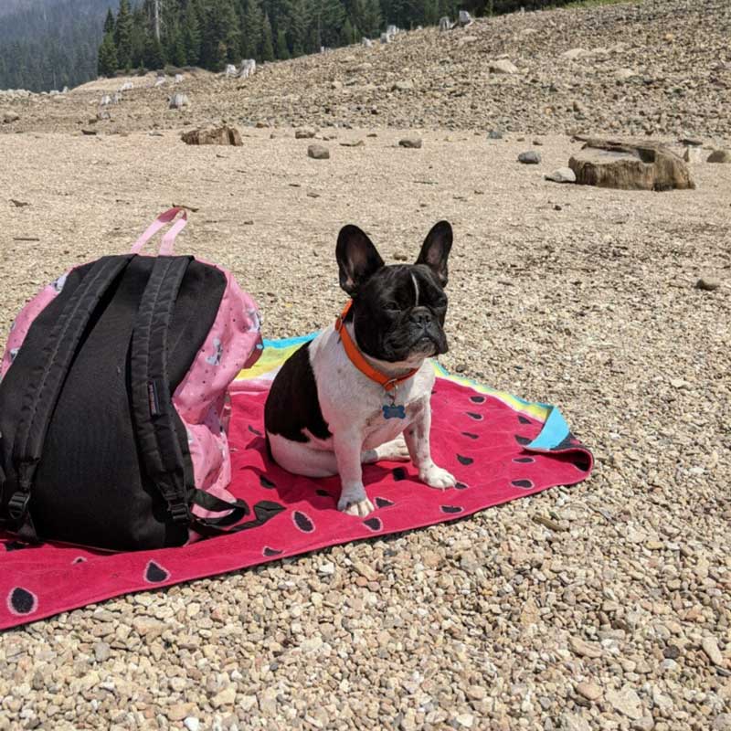 A boston terrier sitting on the beach